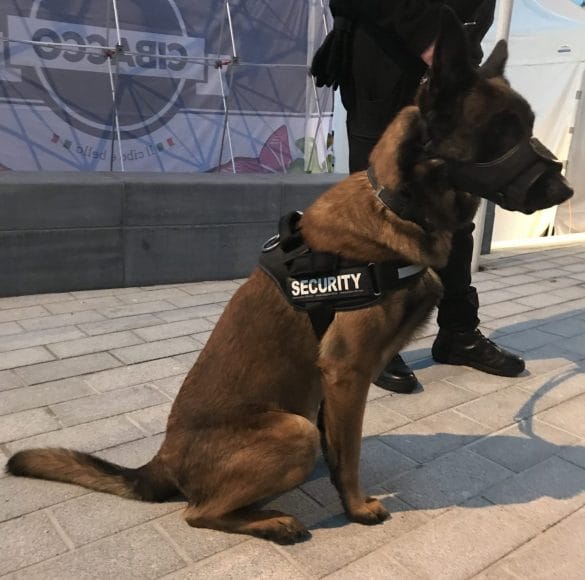 WeWatch gardiennage Maitre chien Cynophile belgique